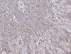 Invitrogen Annexin A4 Polyclonal Antibody 100 &mu;g; Unconjugated:Antibodies,