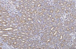Invitrogen Annexin A4 Polyclonal Antibody 100 &mu;g; Unconjugated:Antibodies,
