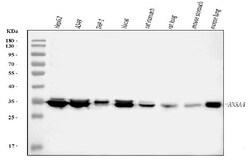 Invitrogen Annexin A4 Polyclonal Antibody 100 &mu;g; Unconjugated:Antibodies,