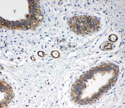 Invitrogen Annexin A4 Polyclonal Antibody 100 &mu;g | Buy Online | Invitrogen&trade; | Fisher Scientific