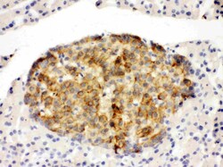 Invitrogen Annexin A4 Polyclonal Antibody 100 &mu;g | Buy Online | Invitrogen&trade; | Fisher Scientific