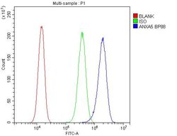 Invitrogen Annexin V Polyclonal Antibody 100 &mu;g; Unconjugated:Antibodies,