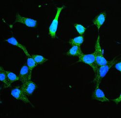 Invitrogen Annexin V Polyclonal Antibody 100 &mu;g; Unconjugated:Antibodies,