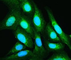Invitrogen Annexin V Polyclonal Antibody 100 &mu;g; Unconjugated:Antibodies,