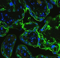 Invitrogen Annexin V Polyclonal Antibody 100 &mu;g; Unconjugated:Antibodies,