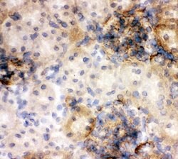 Invitrogen Annexin V Polyclonal Antibody 100 &mu;g; Unconjugated:Antibodies,