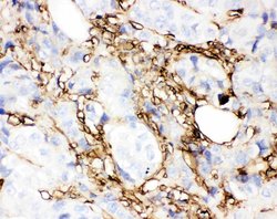 Invitrogen Annexin V Polyclonal Antibody 100 &mu;g; Unconjugated:Antibodies,