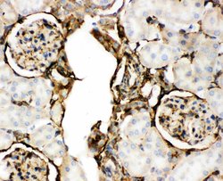 Invitrogen Annexin V Polyclonal Antibody 100 &mu;g; Unconjugated:Antibodies,