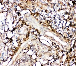 Invitrogen Annexin V Polyclonal Antibody 100 &mu;g; Unconjugated:Antibodies,