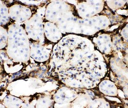 Invitrogen Annexin V Polyclonal Antibody 100 &mu;g; Unconjugated:Antibodies,