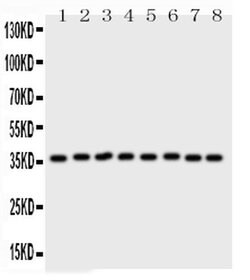 Invitrogen Annexin V Polyclonal Antibody 100 &mu;g; Unconjugated:Antibodies,