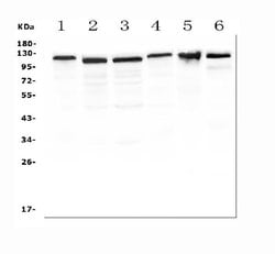 Invitrogen RIAM Polyclonal Antibody 100 &mu;g; Unconjugated:Antibodies,