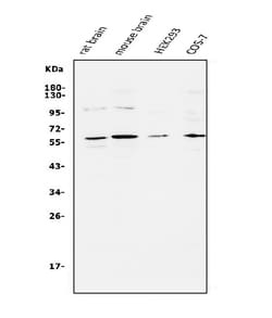 Invitrogen APEX2 Polyclonal Antibody 100 &mu;g; Unconjugated:Antibodies,