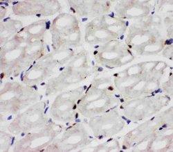 Invitrogen API5 Polyclonal Antibody 100 &mu;g; Unconjugated:Antibodies,