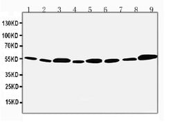 Invitrogen API5 Polyclonal Antibody 100 &mu;g; Unconjugated:Antibodies,
