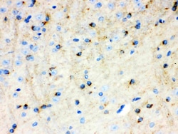 Invitrogen APLP1 Polyclonal Antibody 100 &mu;g; Unconjugated:Antibodies,