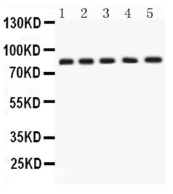 Invitrogen APLP1 Polyclonal Antibody 100 &mu;g; Unconjugated:Antibodies,