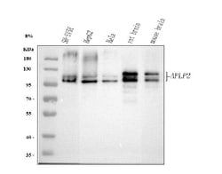 Invitrogen APLP2 Polyclonal Antibody 100 &mu;g; Unconjugated:Antibodies,