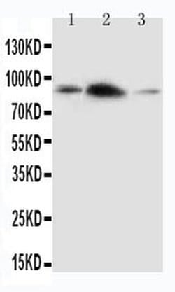 Invitrogen APLP2 Polyclonal Antibody 100 &mu;g; Unconjugated:Antibodies,