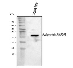 Invitrogen ApoA1 Polyclonal Antibody 100 &mu;g; Unconjugated:Antibodies,