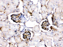 Invitrogen ApoA1 Polyclonal Antibody 100 &mu;g; Unconjugated:Antibodies,