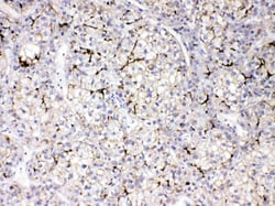 Invitrogen Apolipoprotein B Polyclonal Antibody 100 &mu;g; Unconjugated:Antibodies,