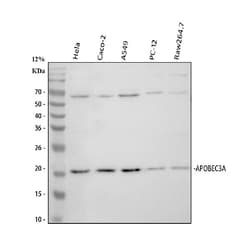 Invitrogen APOBEC3A Polyclonal Antibody 100 &mu;g; Unconjugated:Antibodies,