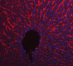 Invitrogen APOE Polyclonal Antibody 100 &mu;g; Unconjugated:Antibodies,