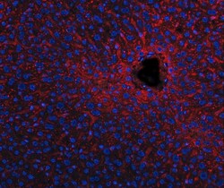 Invitrogen APOE Polyclonal Antibody 100 &mu;g; Unconjugated:Antibodies,