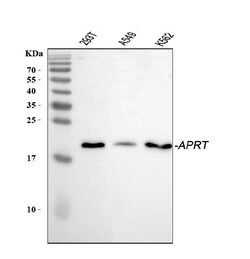 Invitrogen APRT Polyclonal Antibody 100 &mu;g; Unconjugated:Antibodies,
