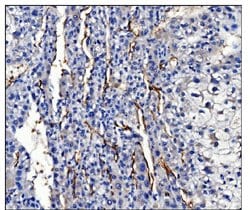 Invitrogen Aquaporin 1 Polyclonal Antibody 100 &mu;g; Unconjugated:Antibodies,