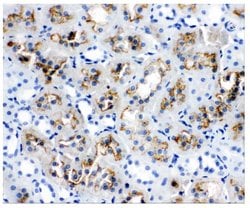 Invitrogen Aquaporin 1 Polyclonal Antibody 100 &mu;g; Unconjugated:Antibodies,