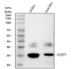Invitrogen Aquaporin 1 Polyclonal Antibody 100 &mu;g; Unconjugated:Antibodies,