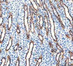 Invitrogen Aquaporin 3 Polyclonal Antibody 100 &mu;g; Unconjugated:Antibodies,