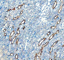 Invitrogen Aquaporin 3 Polyclonal Antibody 100 &mu;g; Unconjugated:Antibodies,