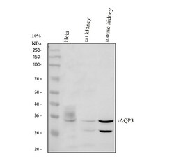 Invitrogen Aquaporin 3 Polyclonal Antibody 100 &mu;g; Unconjugated:Antibodies,