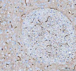 Invitrogen Aquaporin 4 Polyclonal Antibody 100 &mu;g; Unconjugated:Antibodies,