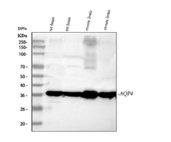 Invitrogen Aquaporin 4 Polyclonal Antibody 100 &mu;g; Unconjugated:Antibodies,