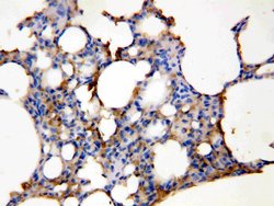Invitrogen Aquaporin 5 Polyclonal Antibody 100 &mu;g; Unconjugated:Antibodies,