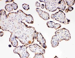 Invitrogen Aquaporin 6 Polyclonal Antibody 100 &mu;g; Unconjugated:Antibodies,