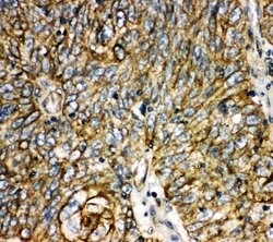 Invitrogen Aquaporin 6 Polyclonal Antibody 100 &mu;g; Unconjugated:Antibodies,