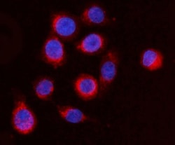 Invitrogen ARFGAP1 Polyclonal Antibody 100 &mu;g; Unconjugated:Antibodies,