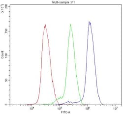 Invitrogen ATF1 Polyclonal Antibody, DyLight 488 100 &mu;g; DyLight 488:Antibodies,