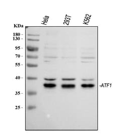 Invitrogen ATF1 Polyclonal Antibody 100 &mu;g; Unconjugated:Antibodies,