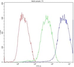 Invitrogen ATF2 Polyclonal Antibody 100 &mu;g; Unconjugated:Antibodies,