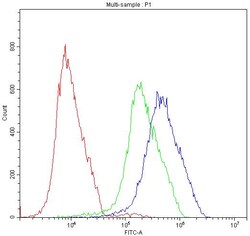 Invitrogen ATF2 Polyclonal Antibody 100 &mu;g; Unconjugated:Antibodies,