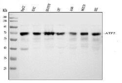 Invitrogen ATF2 Polyclonal Antibody 100 &mu;g; Unconjugated:Antibodies,