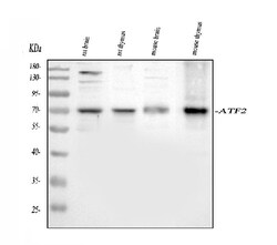 Invitrogen ATF2 Polyclonal Antibody 100 &mu;g; Unconjugated:Antibodies,
