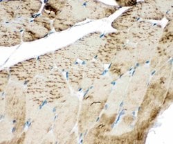 Invitrogen SERCA1 ATPase Polyclonal Antibody 100 &mu;g; Unconjugated:Antibodies,
