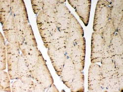 Invitrogen SERCA1 ATPase Polyclonal Antibody 100 &mu;g; Unconjugated:Antibodies,